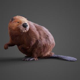 Beaver Realistic